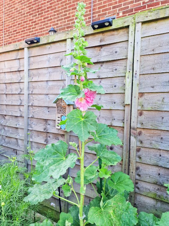 a-blooming-flower-representing-nurturing-growth-and-life-coaching-for-women