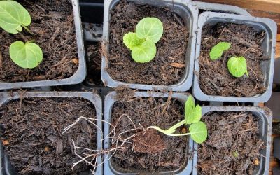 Rooted in Growth: Self-Discovery for Midlife Women