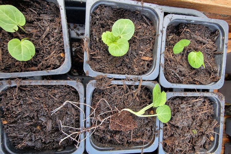 Rooted in Growth: Self-Discovery for Midlife Women