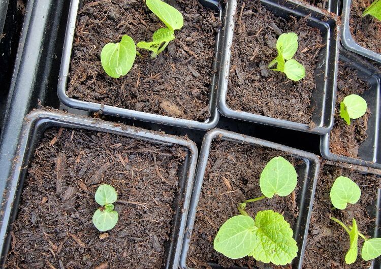 Tray-of-seedlings-at-different-stages-of-growth-symbolizing-personal-growth-and-self-discovery-for-midlife-women